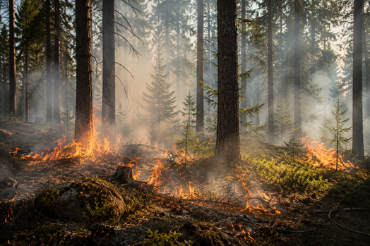 BIld på en skog som brinner